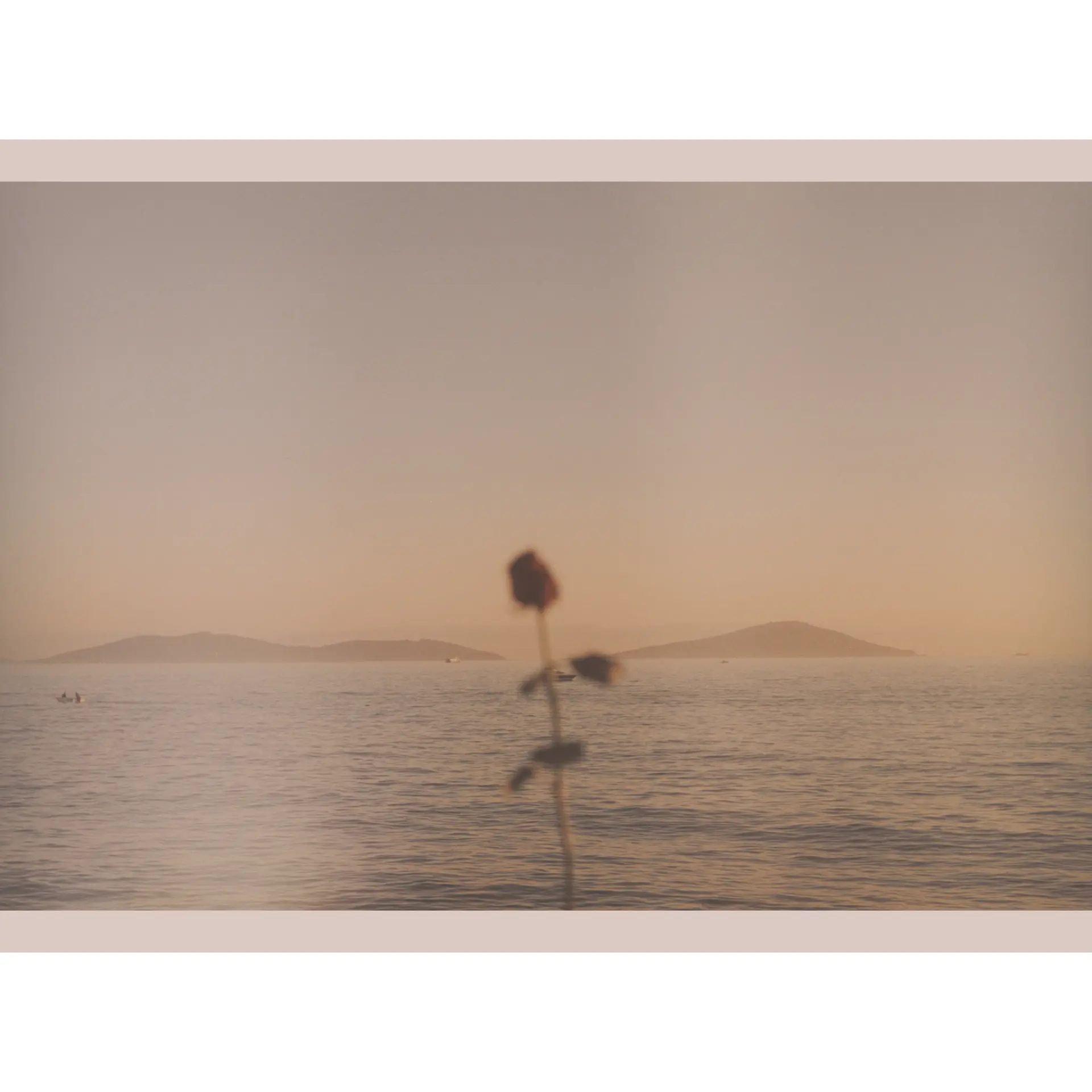 A single rose silhouetted against a calm sea at dusk