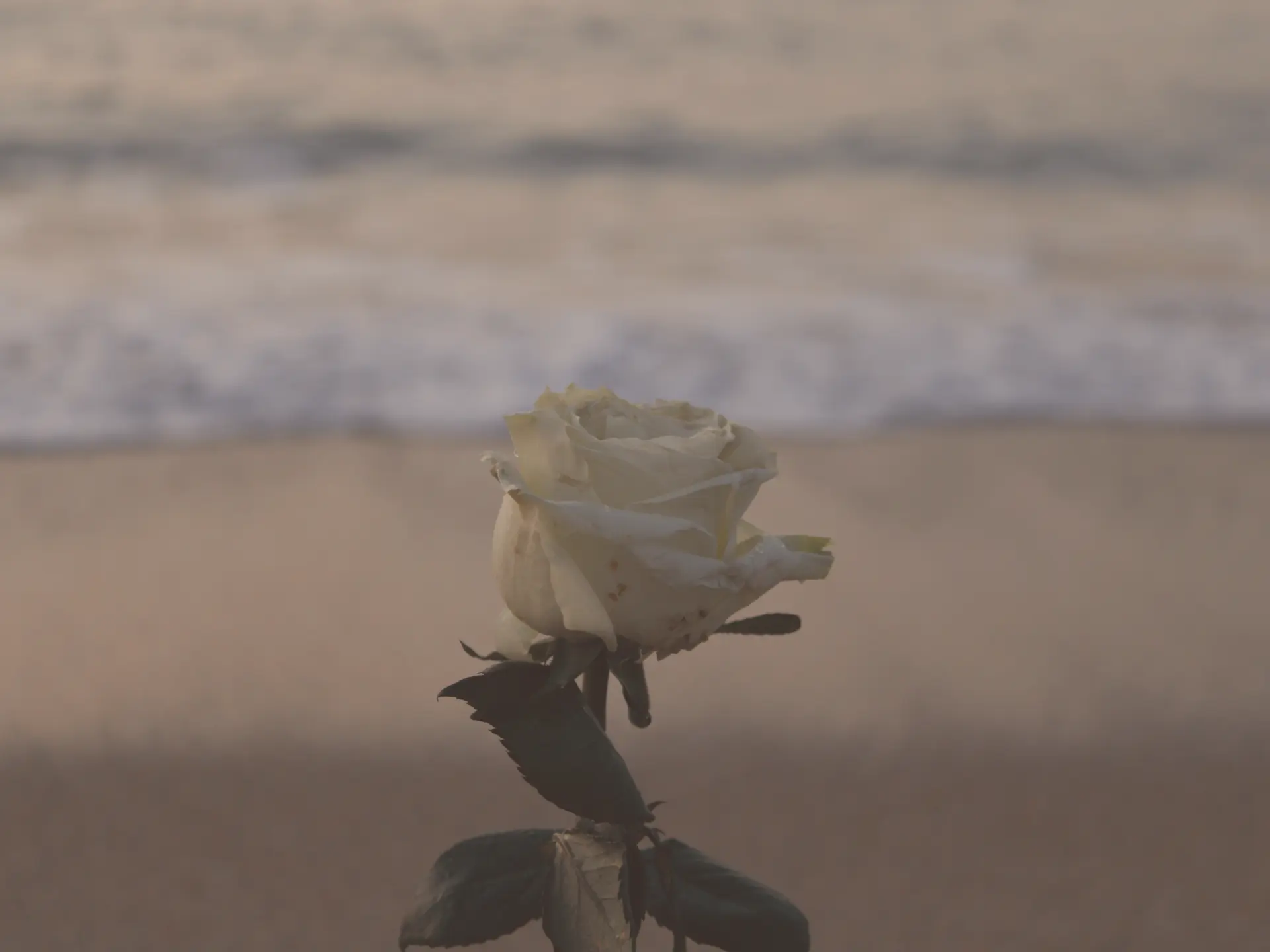 A single white rose standing in the sand at the ocean's edge